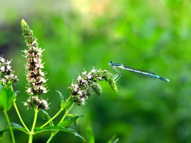 küçük bir mavi yusufçuk dal nane
