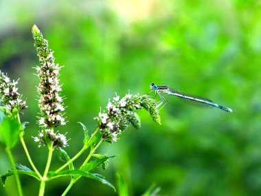 küçük bir mavi yusufçuk dal nane