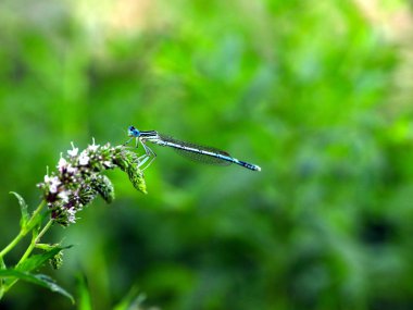 küçük bir mavi yusufçuk dal nane