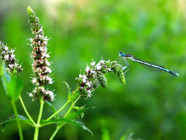 küçük bir mavi yusufçuk dal nane