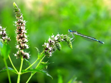küçük bir mavi yusufçuk dal nane