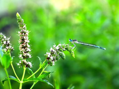 küçük bir mavi yusufçuk dal nane