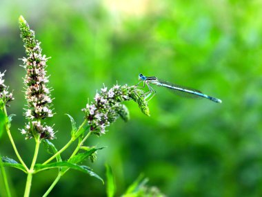 küçük bir mavi yusufçuk dal nane