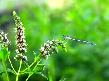 küçük bir mavi yusufçuk dal nane
