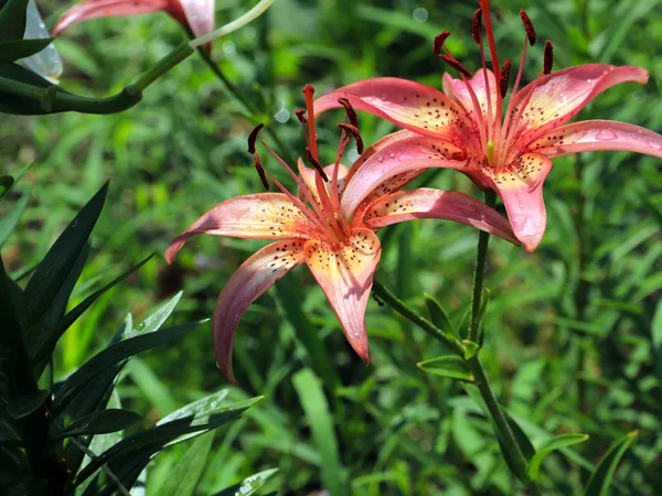 güzel nazik hassas lily çiçekler'ın bahçesinde