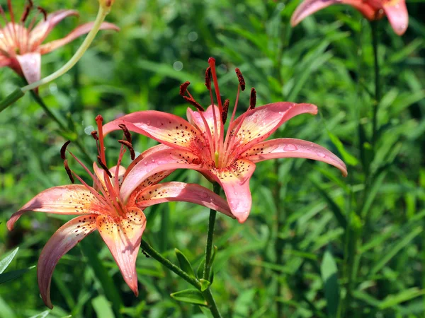 güzel nazik hassas lily çiçekler'ın bahçesinde