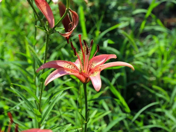 güzel nazik hassas lily çiçekler'ın bahçesinde
