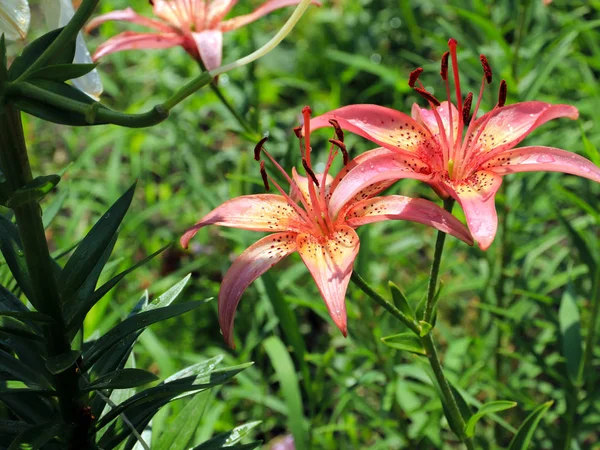 güzel nazik hassas lily çiçekler'ın bahçesinde