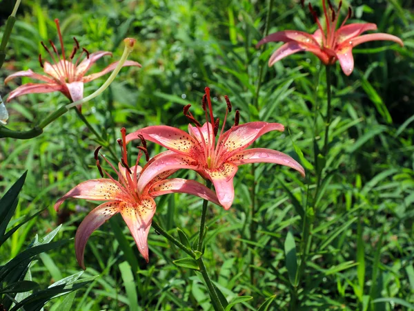 güzel nazik hassas lily çiçekler'ın bahçesinde