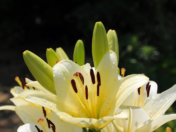 Vacker Mild Delikat Lily Blommor Gräsmattan — Stockfoto