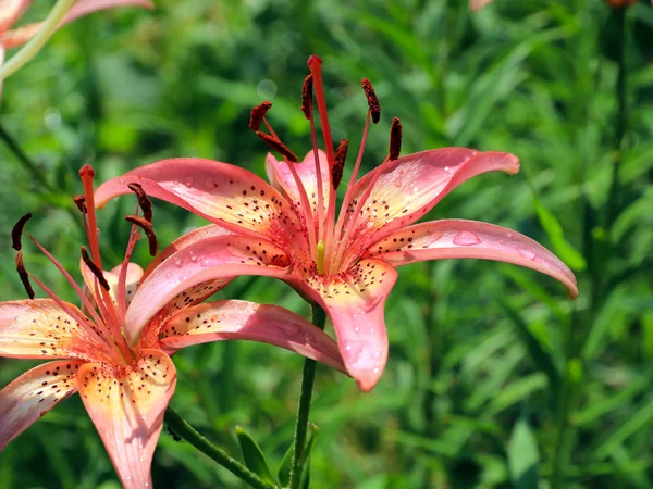 güzel nazik hassas lily çiçekler'ın bahçesinde