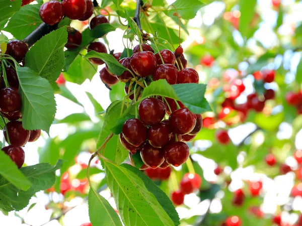 olgun parlak kırmızı tatlı kiraz meyveleri bir ağacın dalları üzerinde