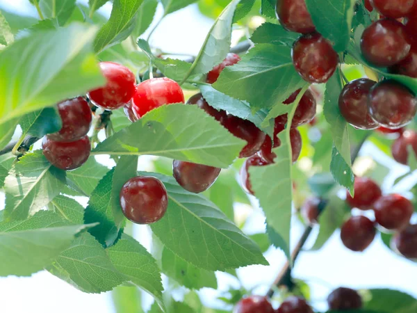 olgun parlak kırmızı tatlı kiraz meyveleri bir ağacın dalları üzerinde