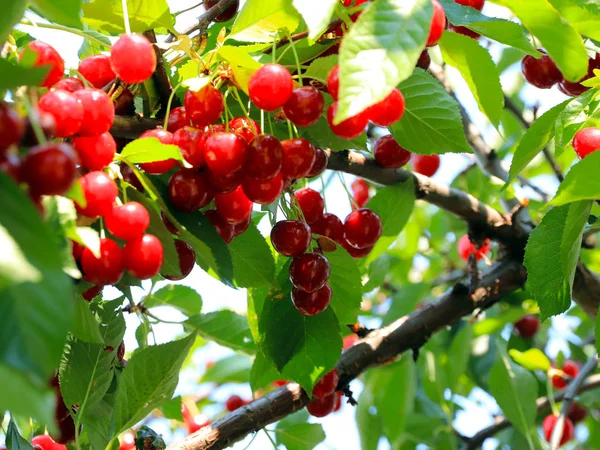 olgun parlak kırmızı tatlı kiraz meyveleri bir ağacın dalları üzerinde