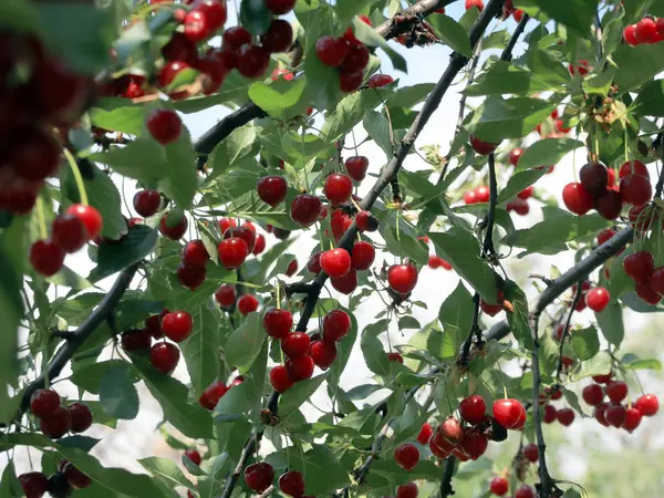 olgun parlak kırmızı tatlı kiraz meyveleri bir ağacın dalları üzerinde
