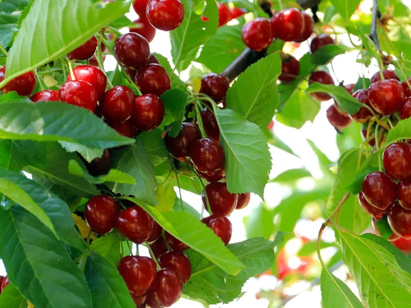 olgun parlak kırmızı tatlı kiraz meyveleri bir ağacın dalları üzerinde