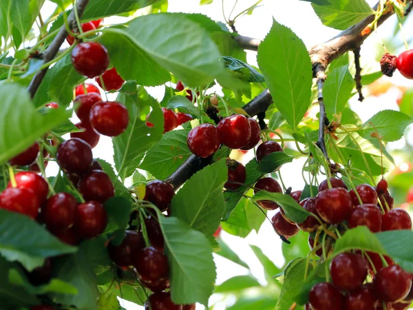 Mûr Rouge Vif Cerise Douce Baies Sur Les Branches Arbre — Photo