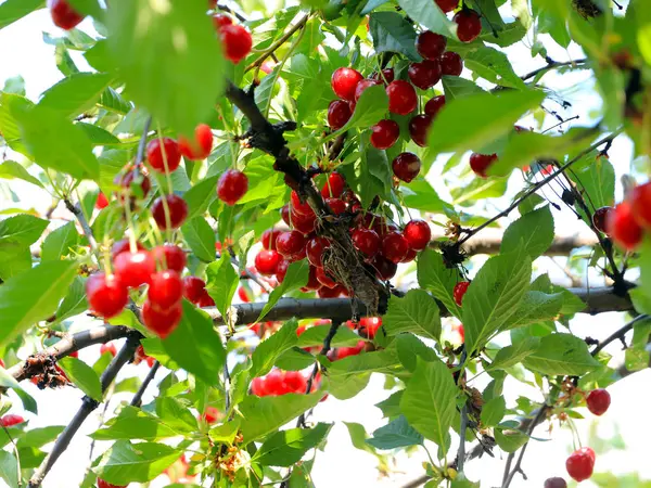 olgun parlak kırmızı tatlı kiraz meyveleri bir ağacın dalları üzerinde