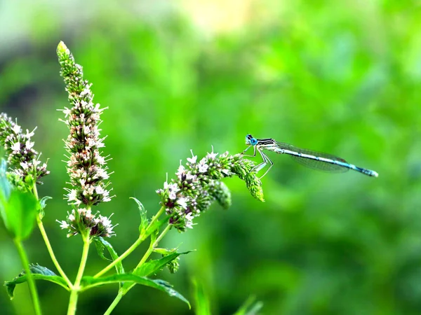 küçük bir mavi yusufçuk dal nane