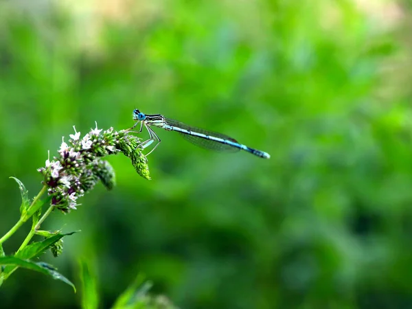 Eine Kleine Blaue Libelle Auf Einem Zweig Pfefferminze — Stockfoto