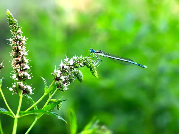 Eine Kleine Blaue Libelle Auf Einem Zweig Pfefferminze — Stockfoto