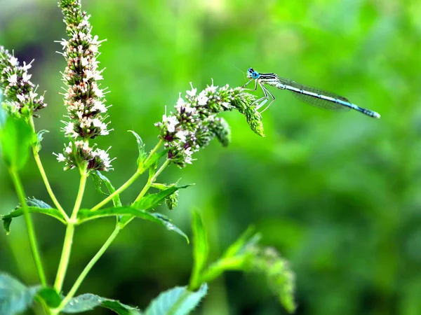 küçük bir mavi yusufçuk dal nane
