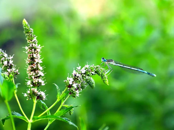 Una Pequeña Libélula Azul Una Rama Menta — Foto de Stock