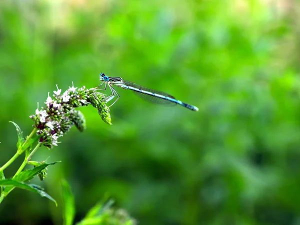 Eine Kleine Blaue Libelle Auf Einem Zweig Pfefferminze — Stockfoto