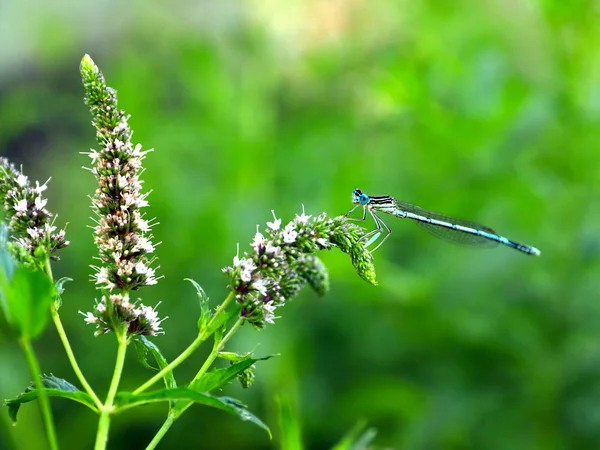 Malé Modré Vážky Větvi Máty Peprné — Stock fotografie
