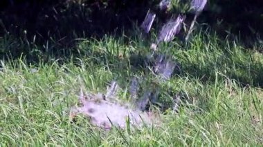 temiz su ve yeşil taze ot bir jet bir çimenlikte