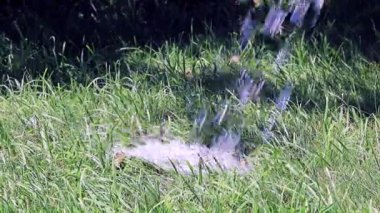 temiz su ve yeşil taze ot bir jet bir çimenlikte