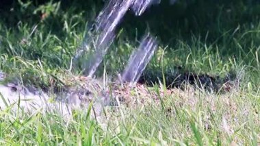 temiz su ve yeşil taze ot bir jet bir çimenlikte