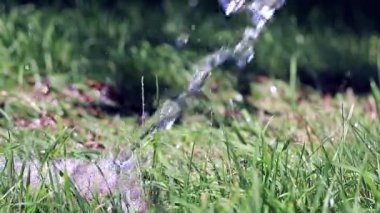 temiz su ve yeşil taze ot bir jet bir çimenlikte