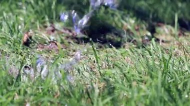 temiz su ve yeşil taze ot bir jet bir çimenlikte