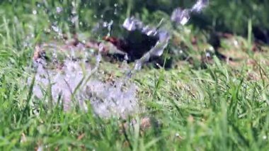 temiz su ve yeşil taze ot bir jet bir çimenlikte