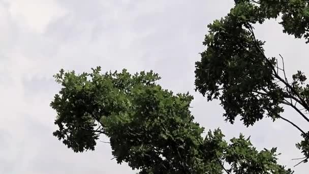 Rüzgar Yaprakları Dalları Meşe Ağacının Bir Sallanan — Stok video