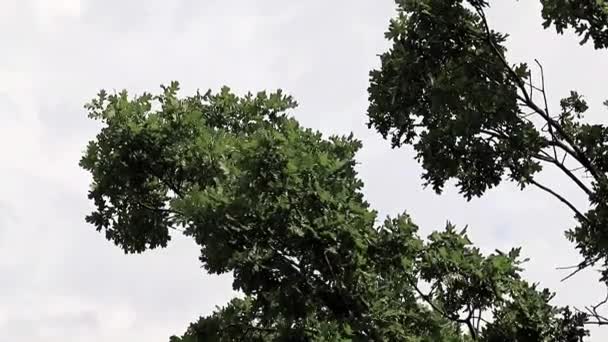 Wind Swaying Leaves Branches Oak Tree — Stock Video