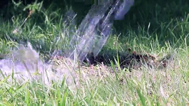 きれいな水と緑の新鮮な草の芝生の上のジェット — ストック動画