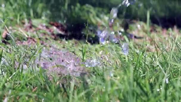 Струмінь Чистої Води Зелена Свіжа Трава Газоні — стокове відео