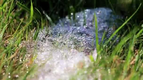 Jato Água Limpa Uma Grama Fresca Verde Gramado — Vídeo de Stock