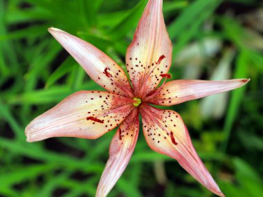 bir çayır üzerinde Bahçe zambak güzel zarif çiçekler