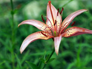 bir çayır üzerinde Bahçe zambak güzel zarif çiçekler