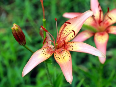 bir çayır üzerinde Bahçe zambak güzel zarif çiçekler