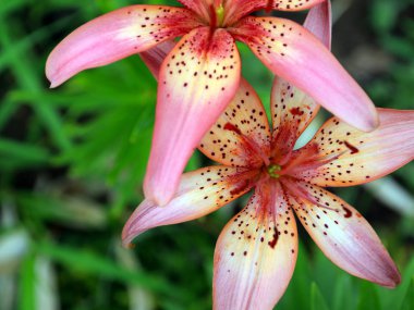 bir çayır üzerinde Bahçe zambak güzel zarif çiçekler