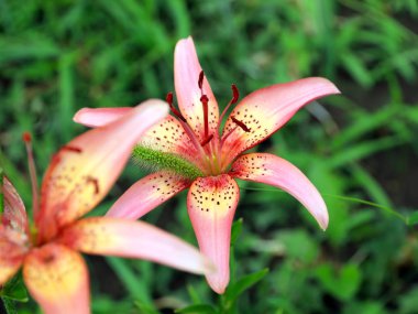 bir çayır üzerinde Bahçe zambak güzel zarif çiçekler