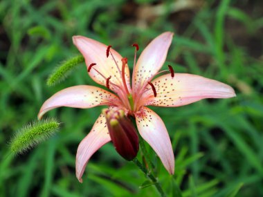 bir çayır üzerinde Bahçe zambak güzel zarif çiçekler