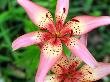 bir çayır üzerinde Bahçe zambak güzel zarif çiçekler