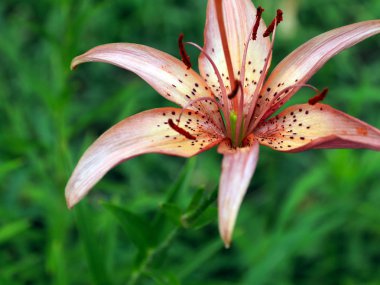 bir çayır üzerinde Bahçe zambak güzel zarif çiçekler