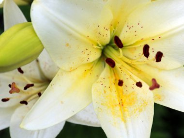 bir çayır üzerinde Bahçe zambak güzel zarif çiçekler