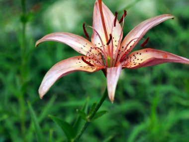 bir çayır üzerinde Bahçe zambak güzel zarif çiçekler